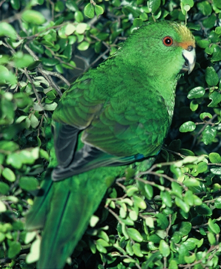 Orange-fronted parakeet from DOC image library
